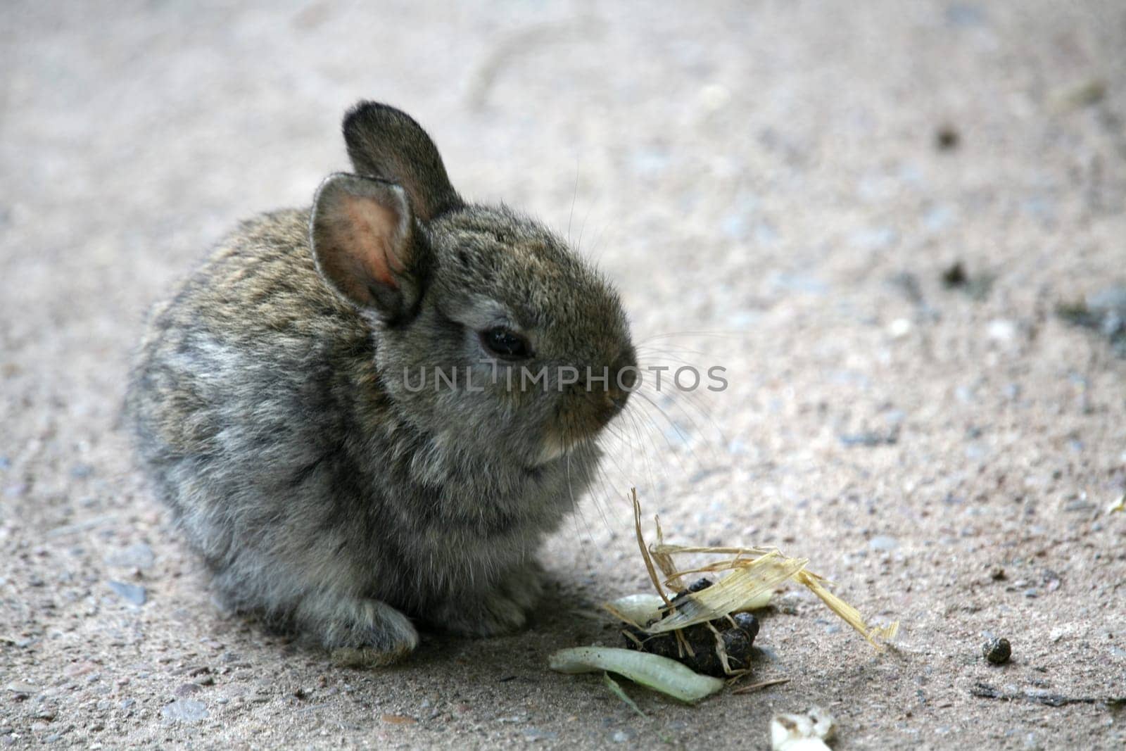 Young dwarf rabbit (no,NOT a plush toy - real!)