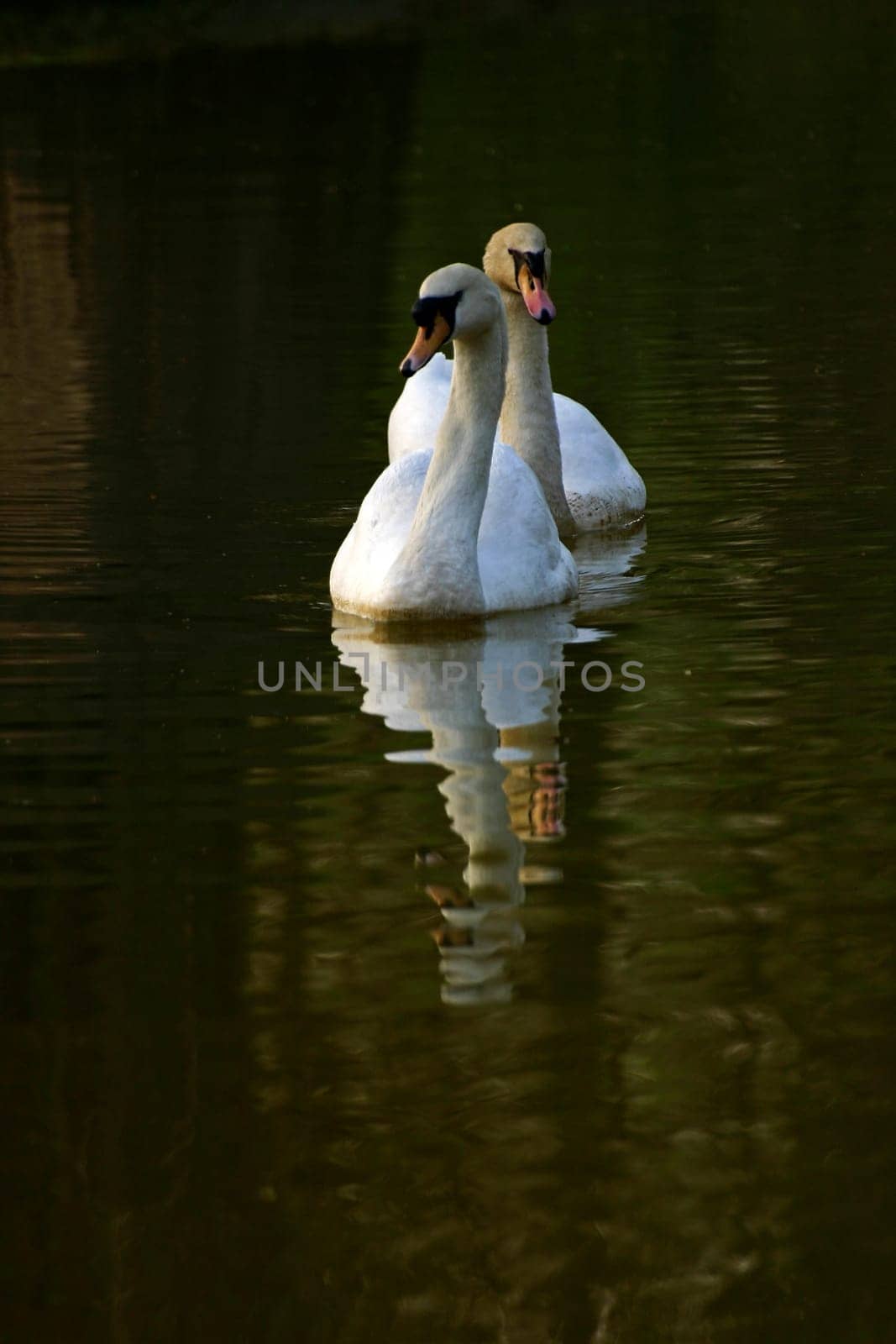 Pair of swans