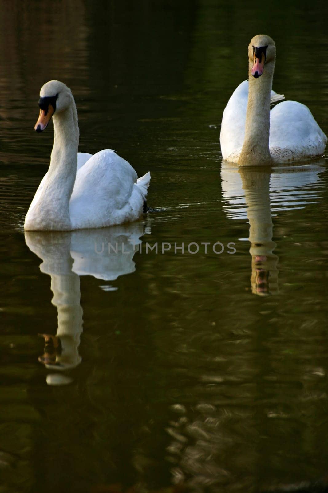 Pair of swans