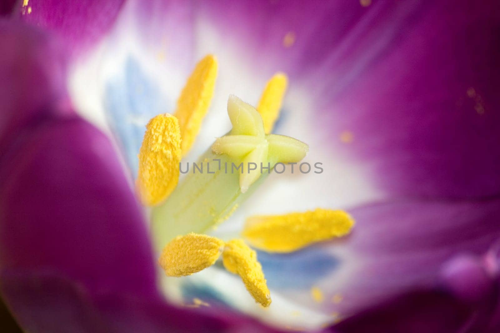 Tulip blossom