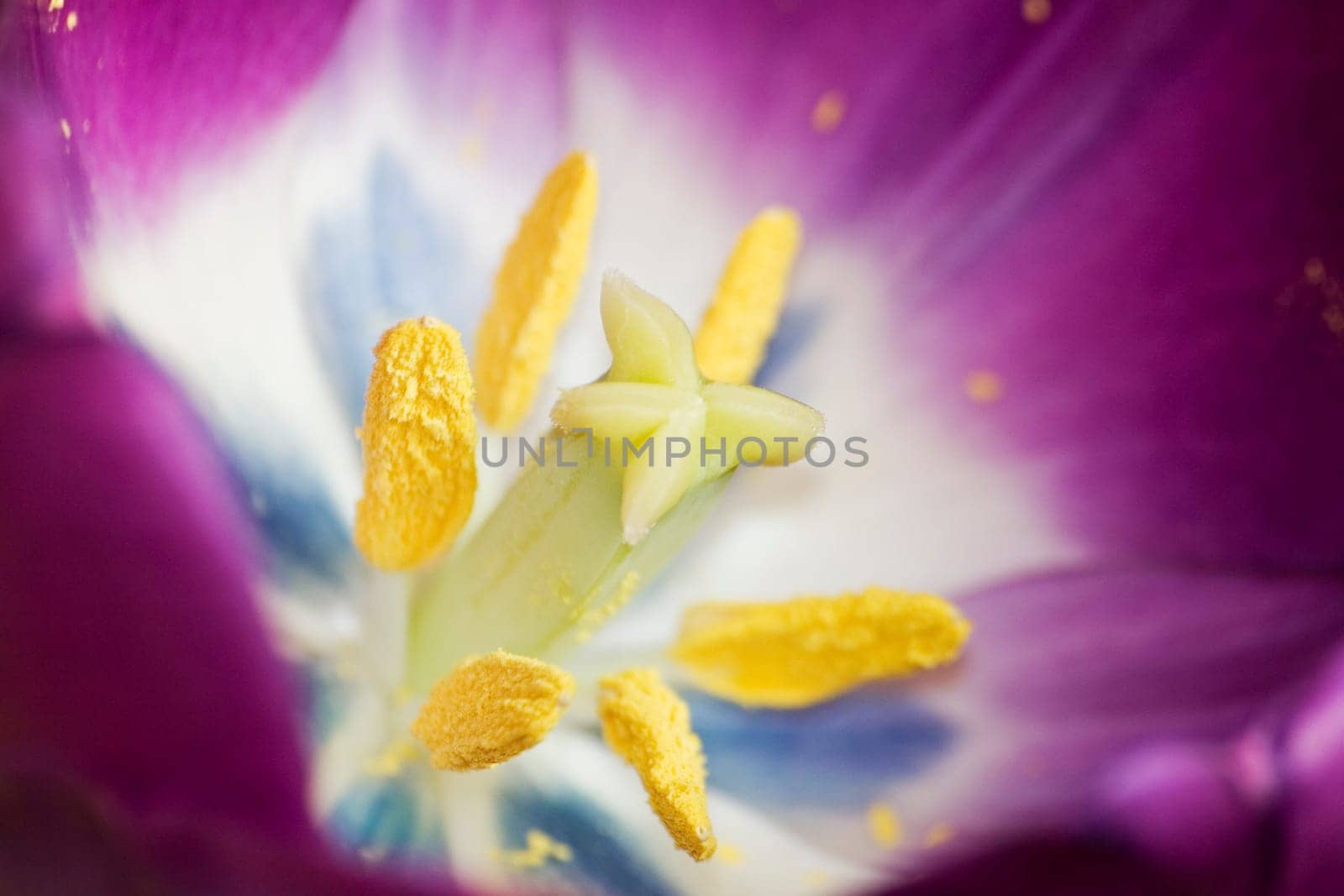 Tulip blossom