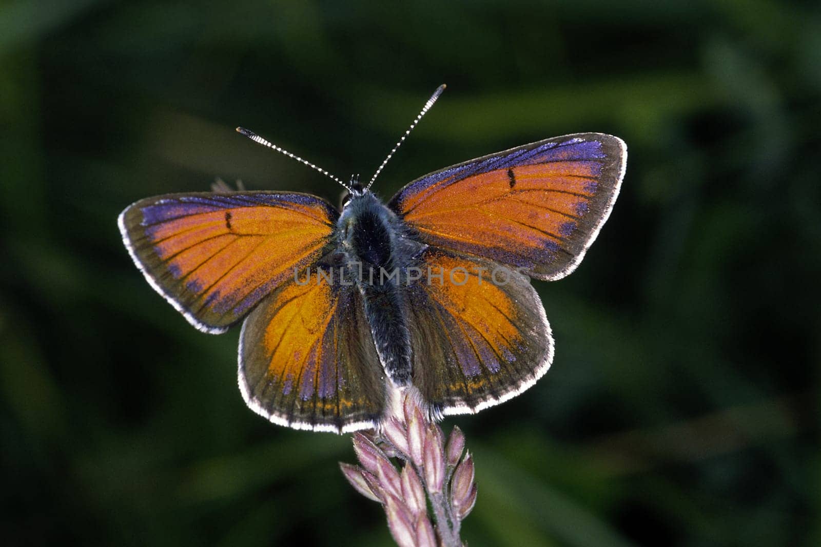 Lycaena hippothoe,Palaeochrysophanus hippothoe,Lesser sorrel butterfly,Male