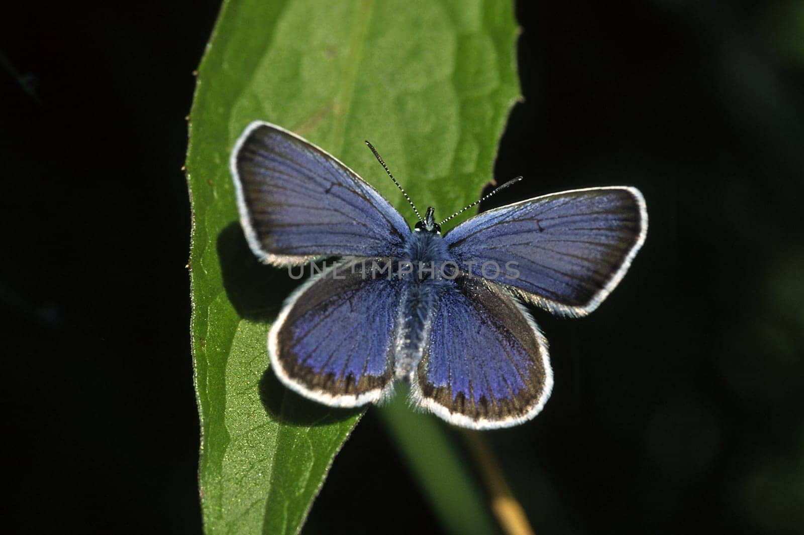 Plebeius argus,Honeysuckle blue,male