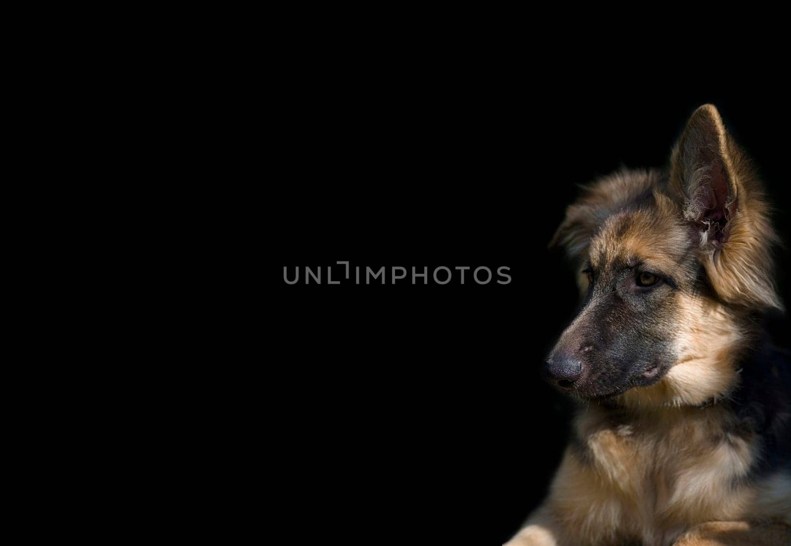 Dog portrait cropped on black background