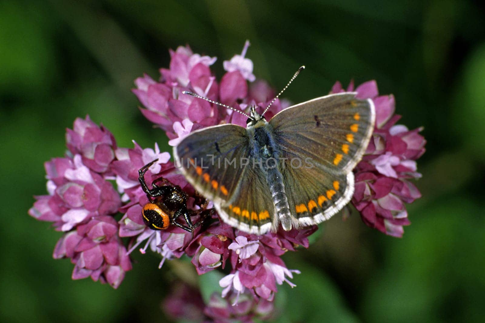 Aricia agestis with crab spider,Dark brown blue