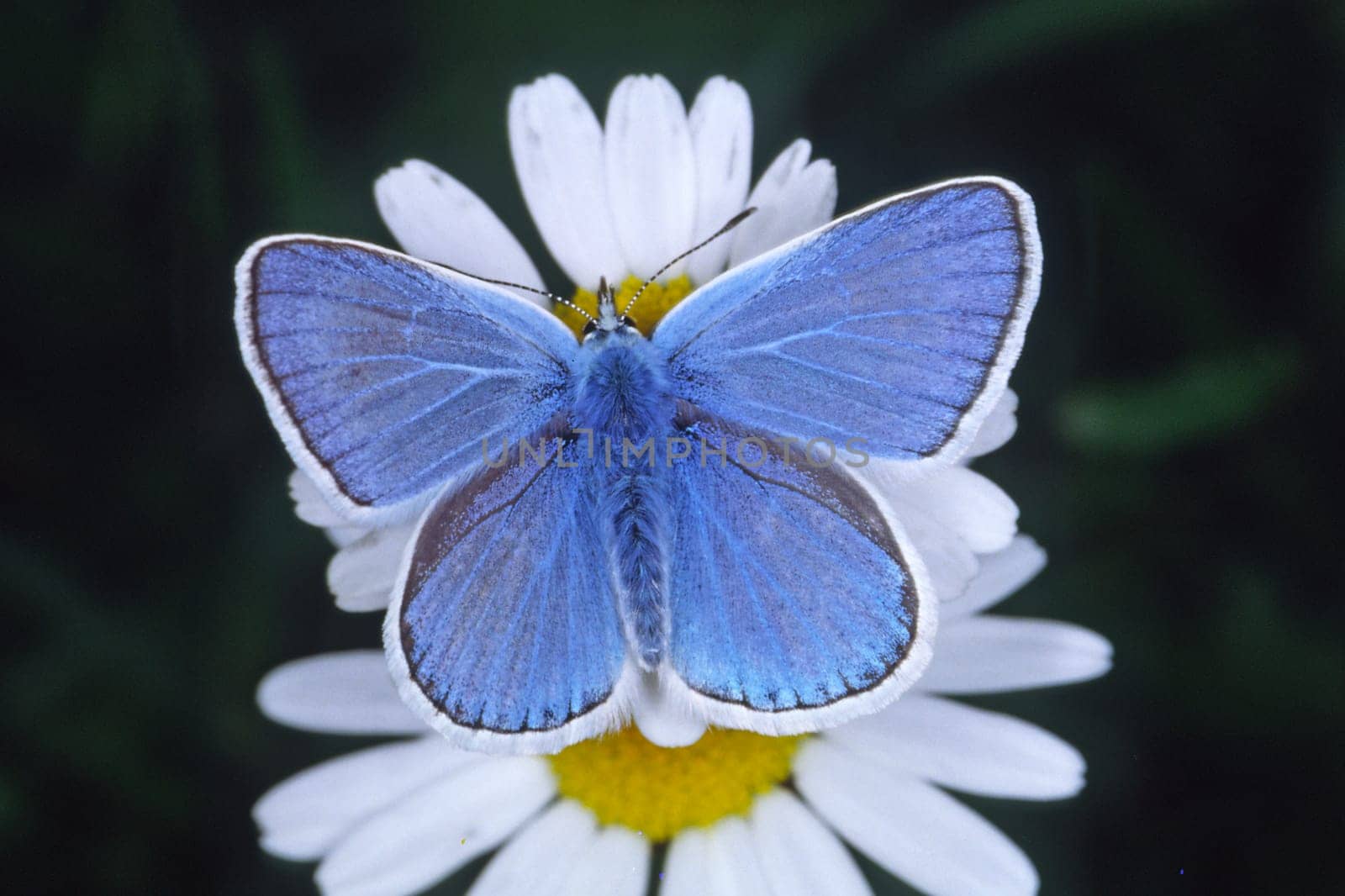 Polyommatus dorylas,Plebicula dorylas,Sweet clover blue,Sweet clover blue,Male