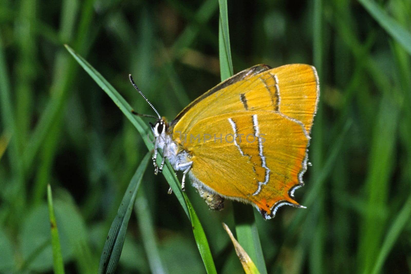 Thecla betulae,Birch Spotted Butterfly,Birch Spotted Butterfly,Kidney Spot
