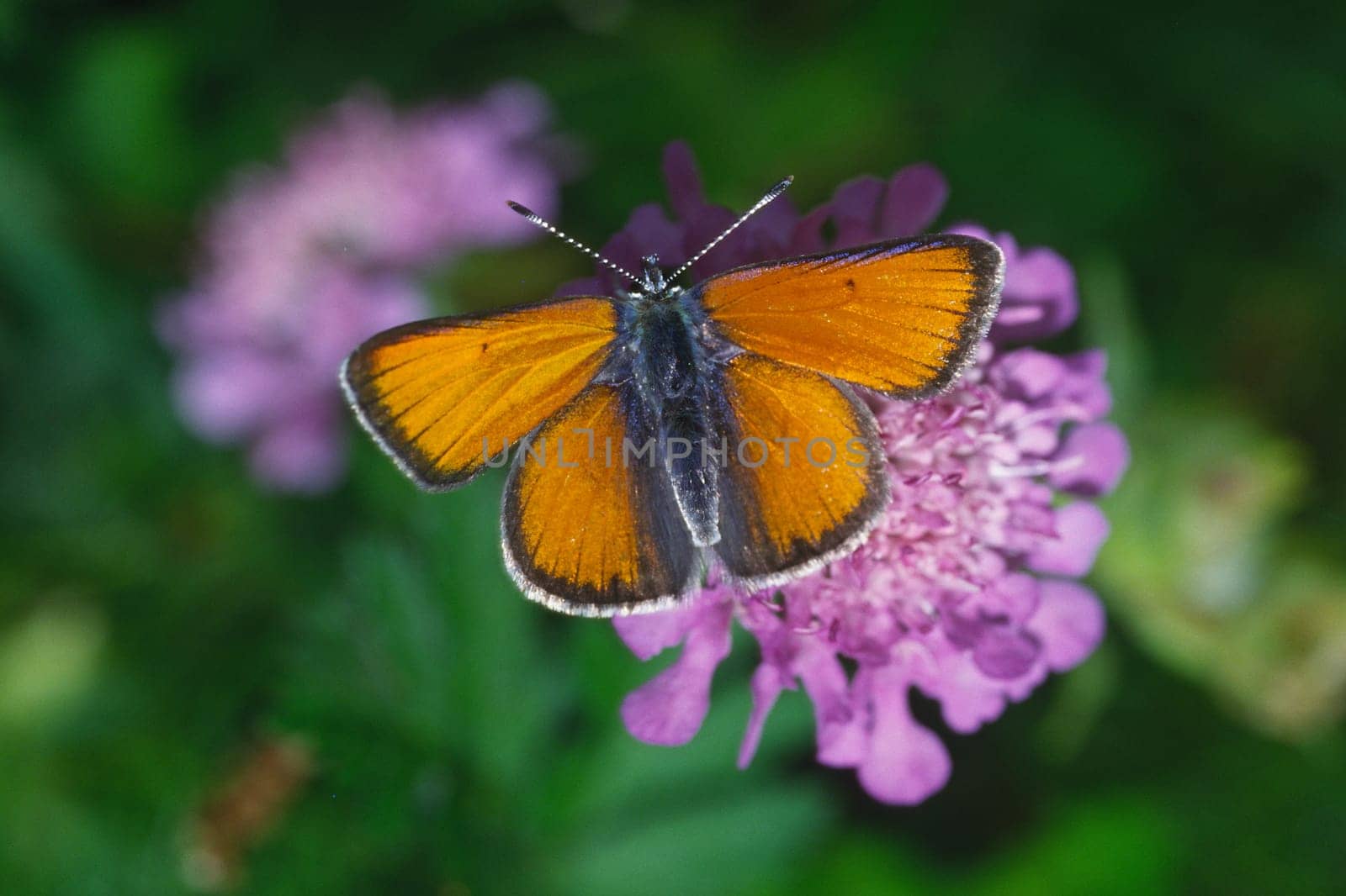 Lycaena virgaurea,Ducat Butterfly