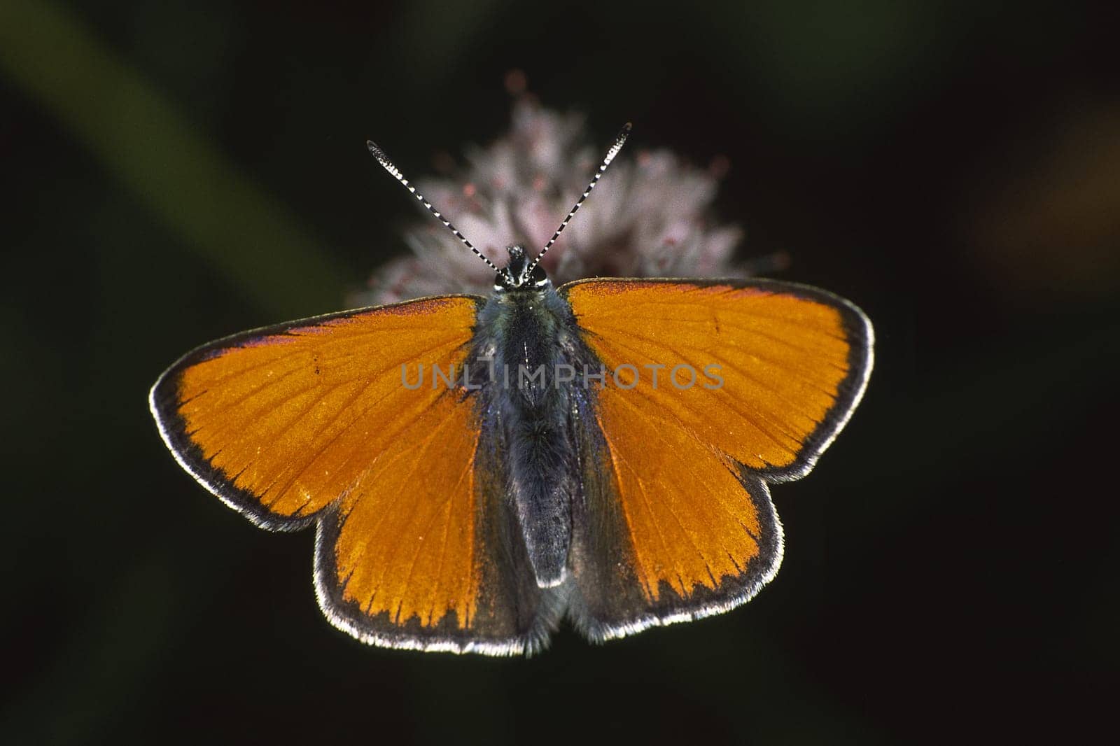 Lycaena hippothoe,Palaeochrysophanus hippothoe,Lesser sorrel butterfly,Male