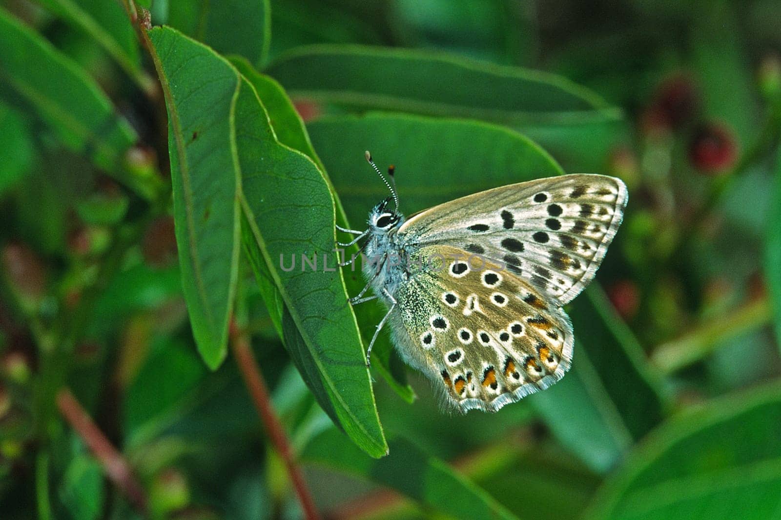 Polyommatus hispana