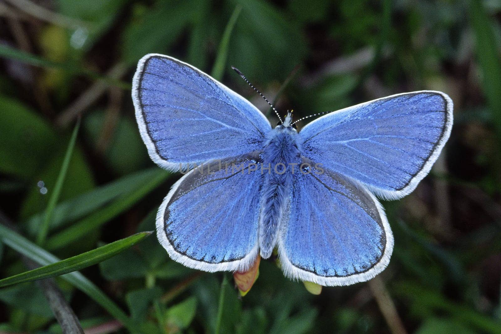 Polyommatus dorylas,Plebicula dorylas,Sweet clover blue,Sweet clover blue,Male