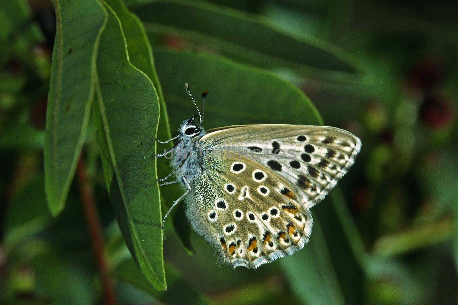 Polyommatus hispana