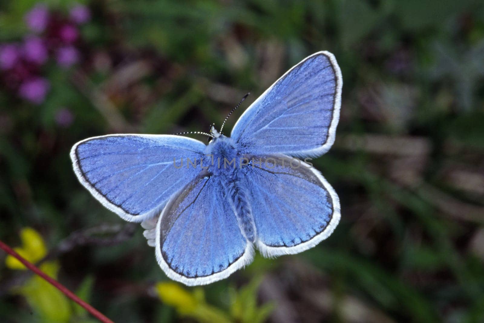 Polyommatus dorylas,Plebicula dorylas,Sweet clover blue,Sweet clover blue,Male