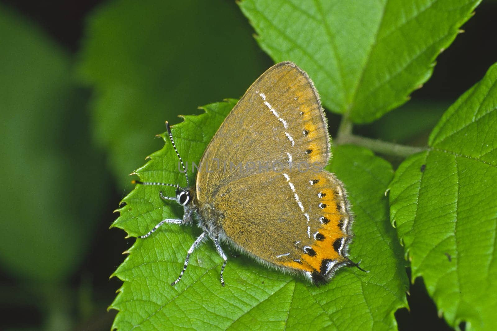 Satyrium pruni,Strymonidia pruni,Plum Spotted Butterfly,Plum Tip Butterfly