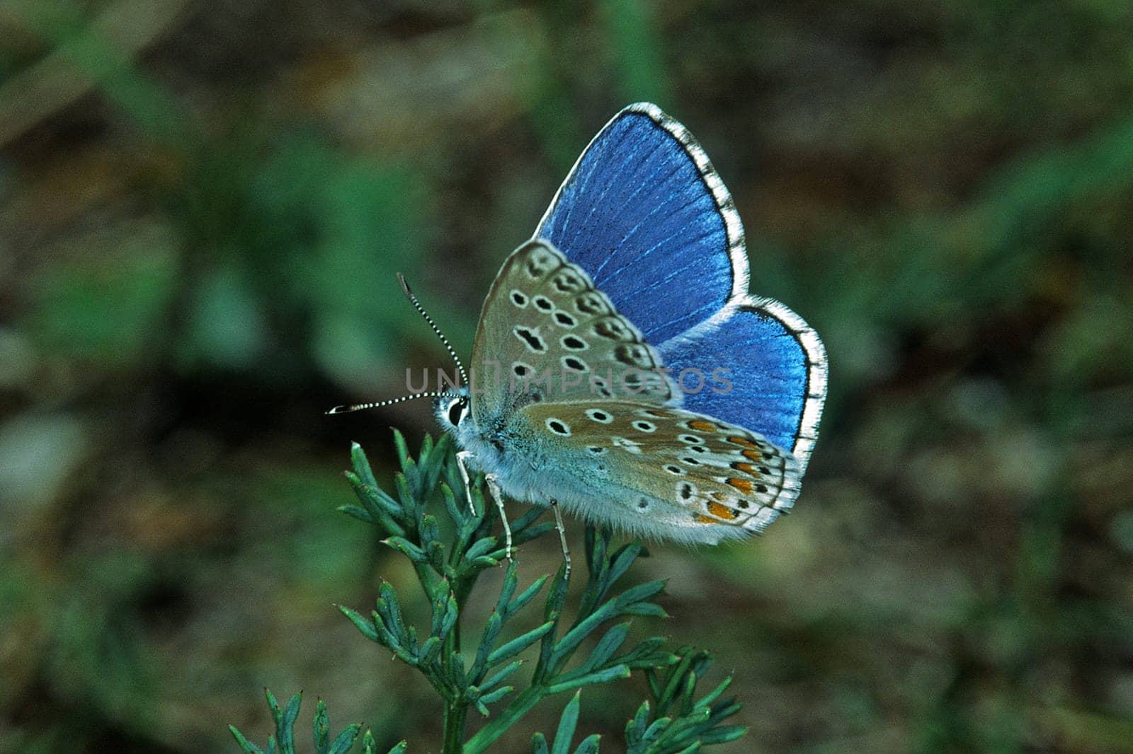 Polyommatus bellargus (Lysandra bellargus) Himmelblauer Bläuling