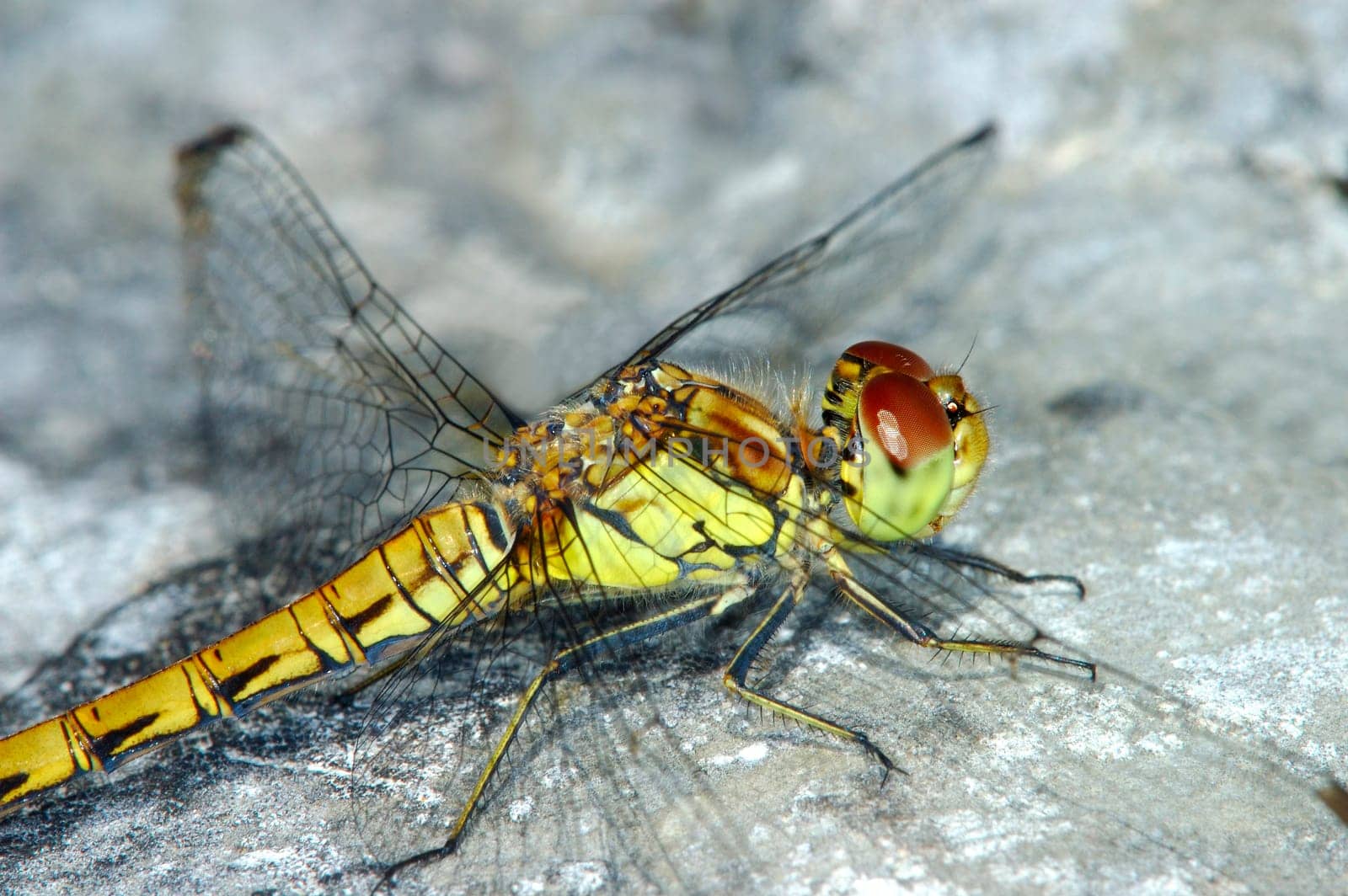 Marsh Heather,Sympetrum depressiusculum