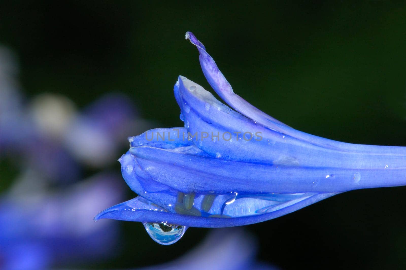 Ornamental lily,Agapanthus africanus