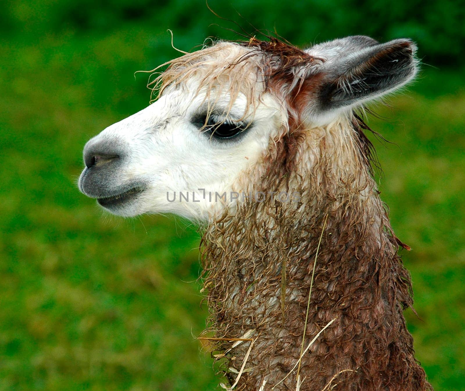 Young Llama
