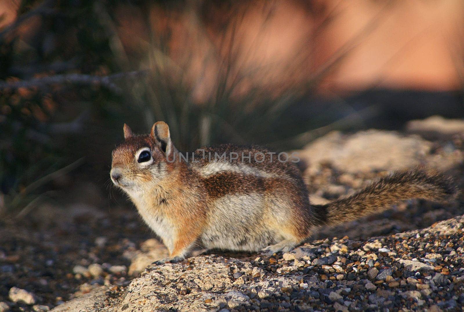 This cute little squirrel is at home in Bryce Canyon and crossed our path there.  LG PeRiTo