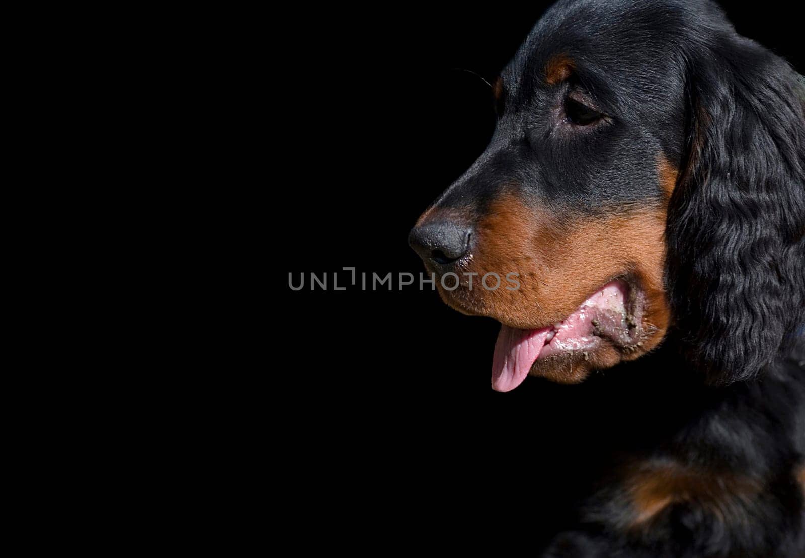 Dog portrait cropped on black background