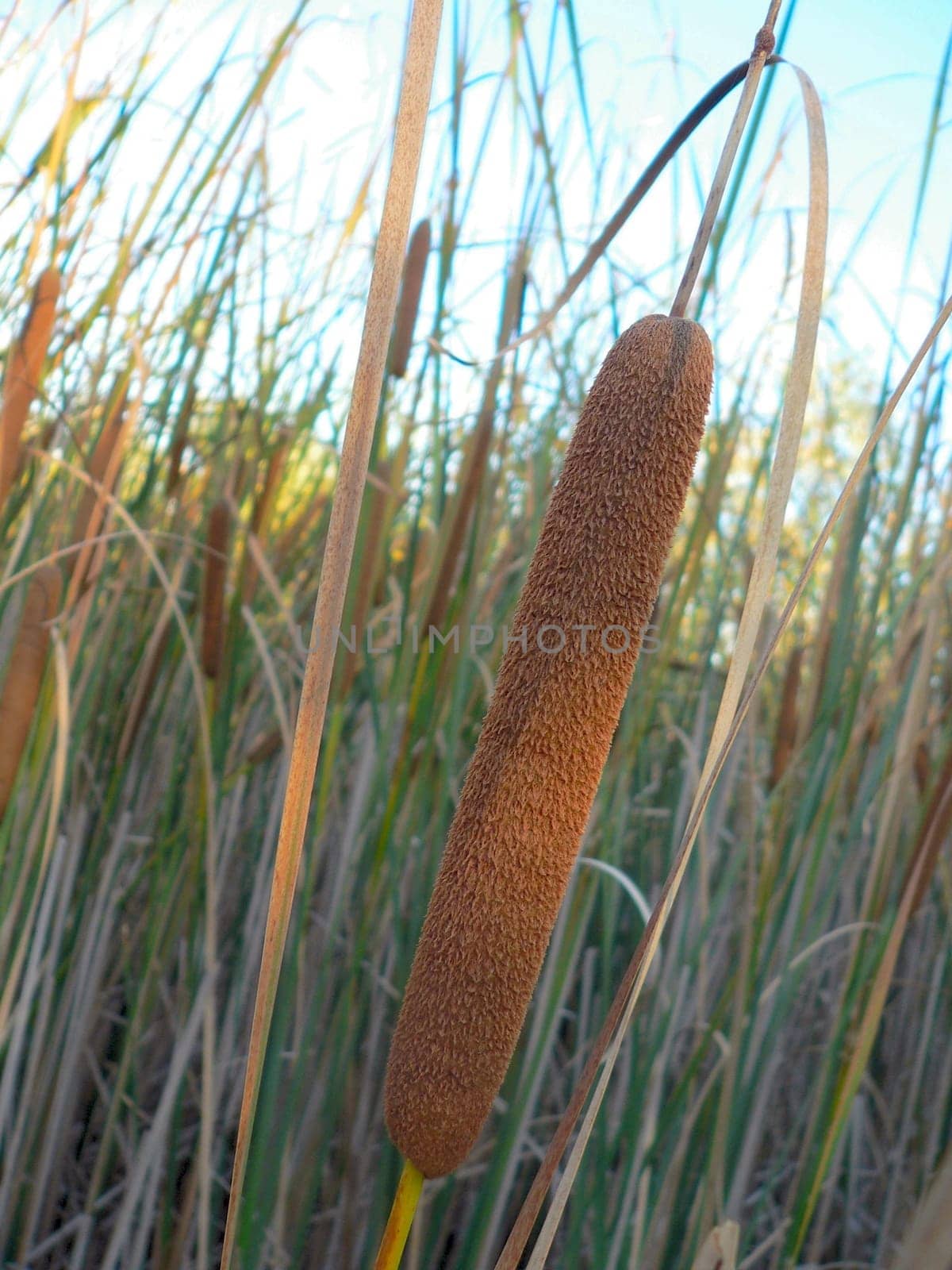 Reed plant
