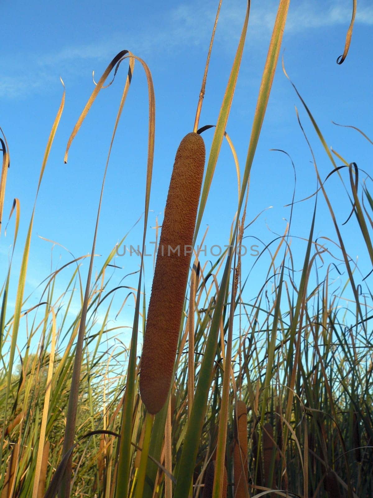 Riparian plant