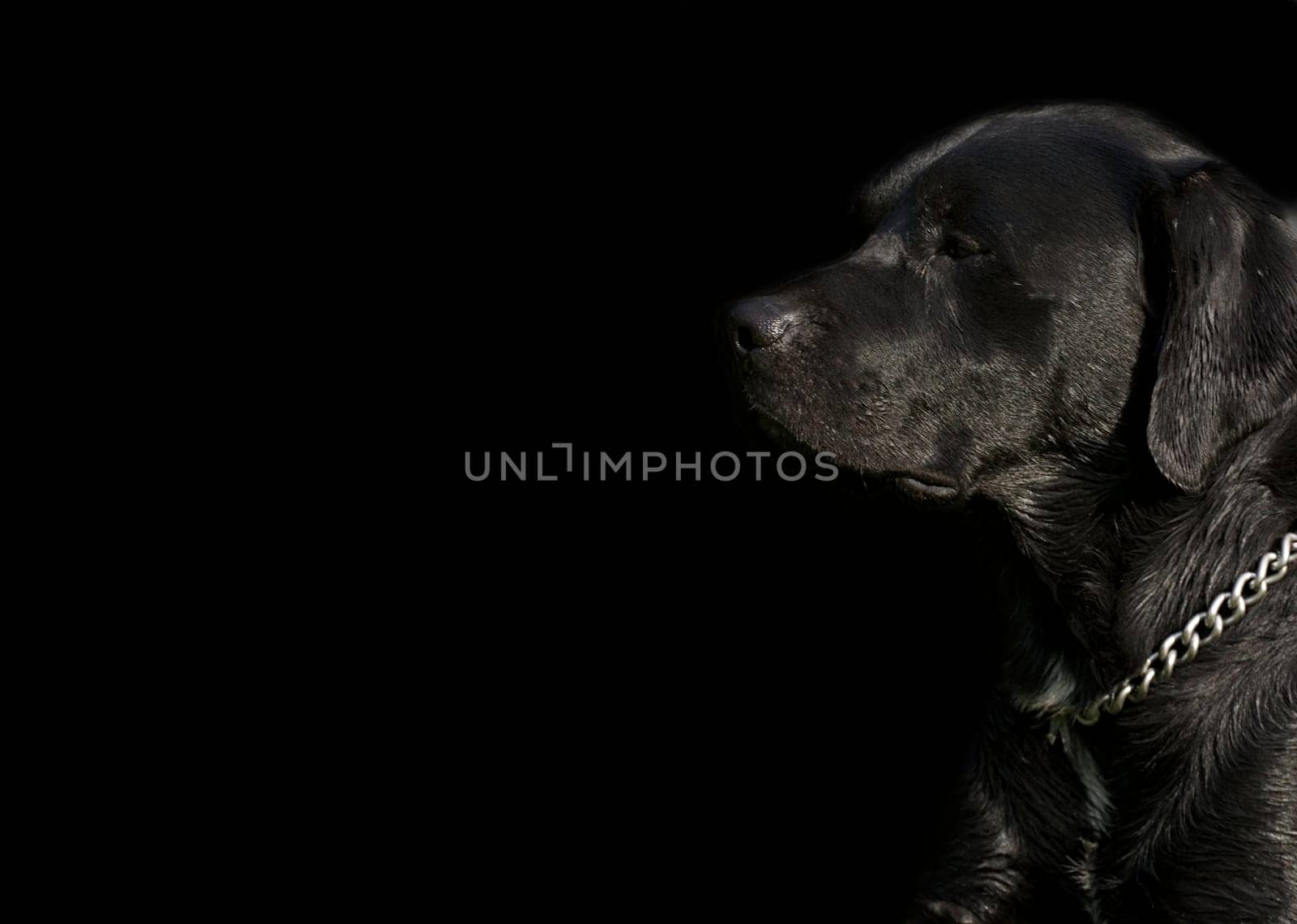 Dog portrait cropped on black background