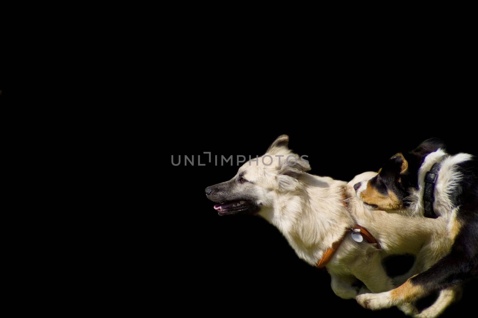 running dogs