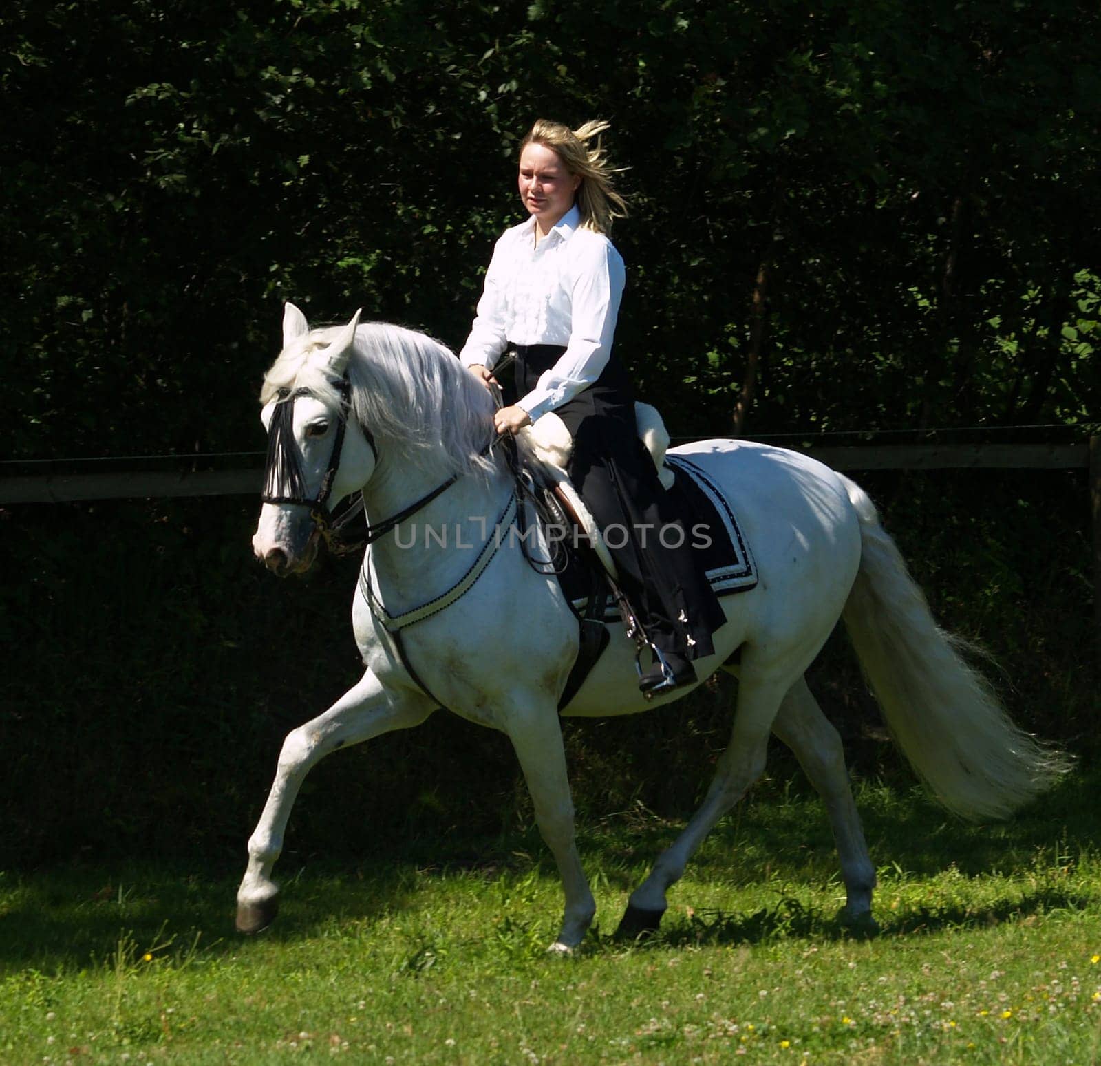 Trot