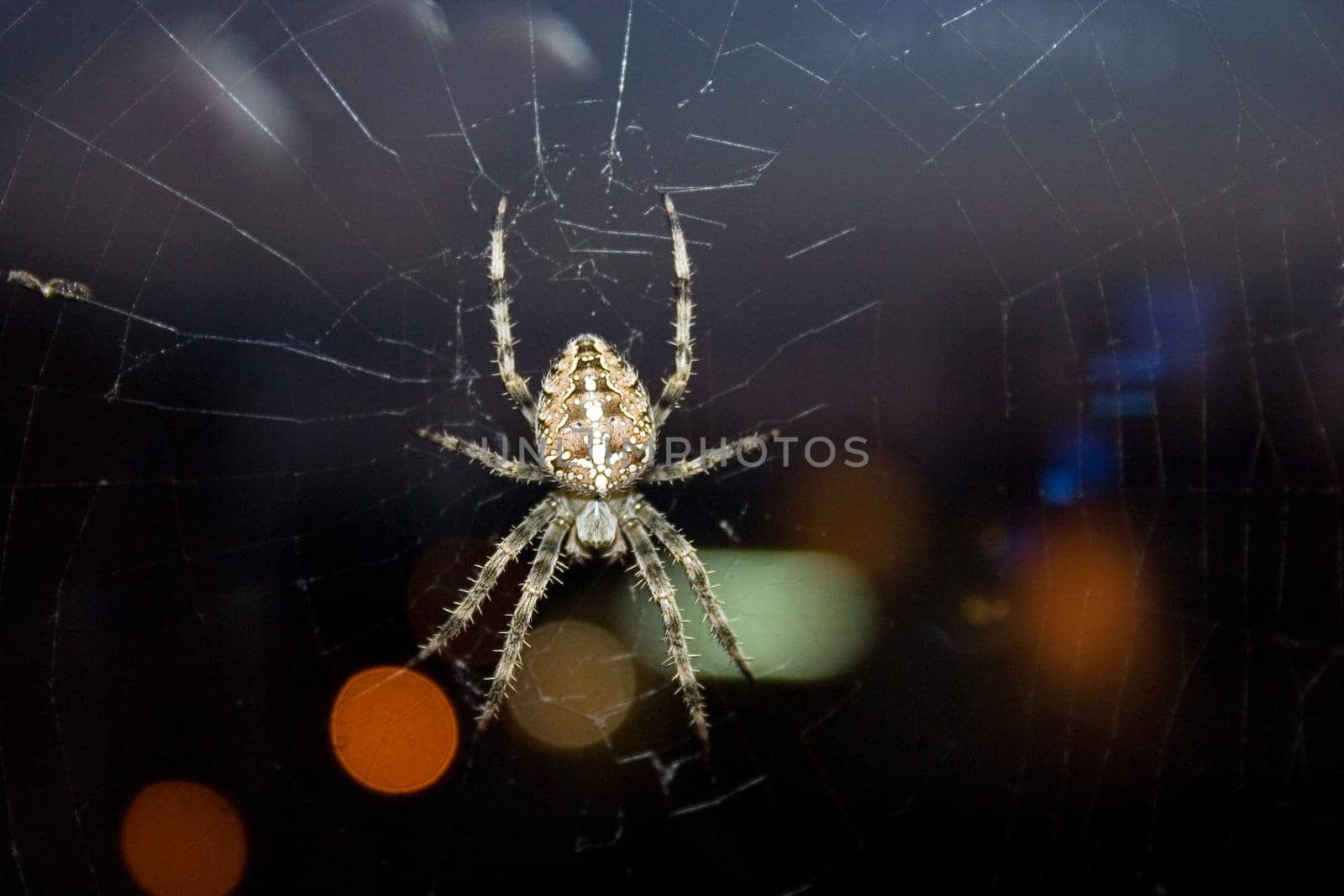 Cross spider (Araneus diadematus)