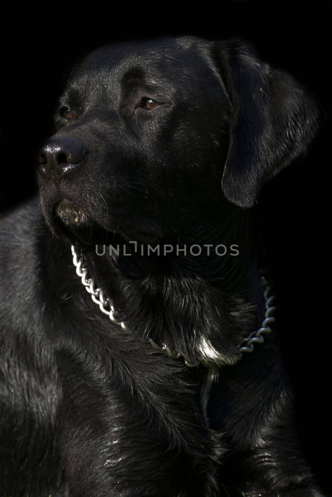 Dog portrait cropped on black background