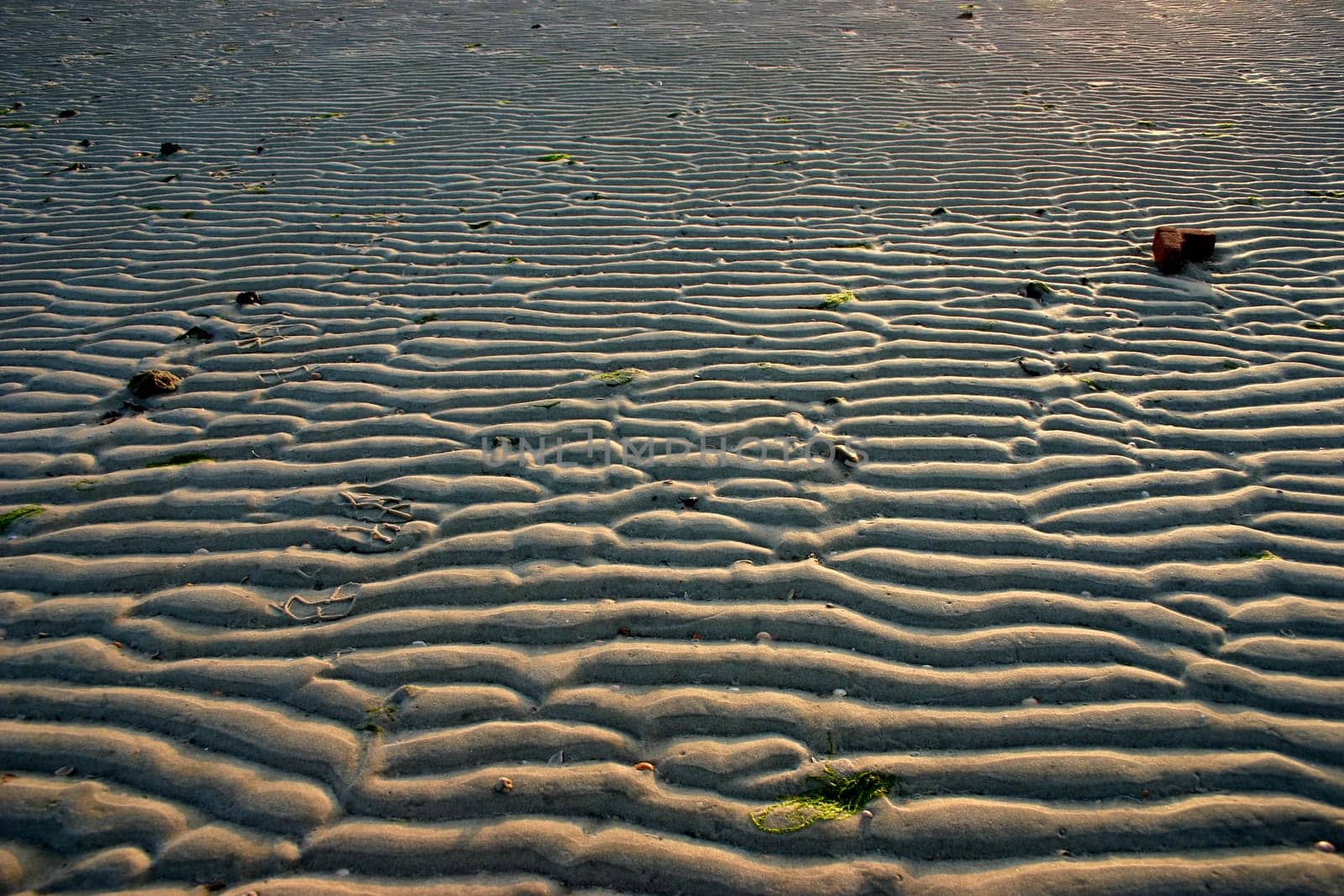 Wadden Sea on the island of Föhr.
