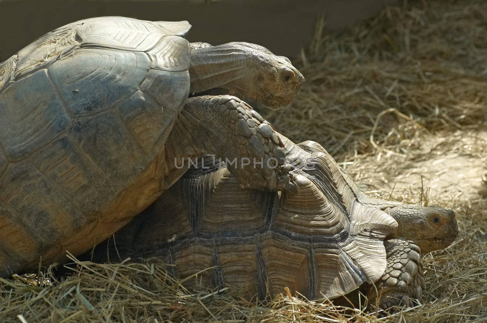Mating of giant tortoises