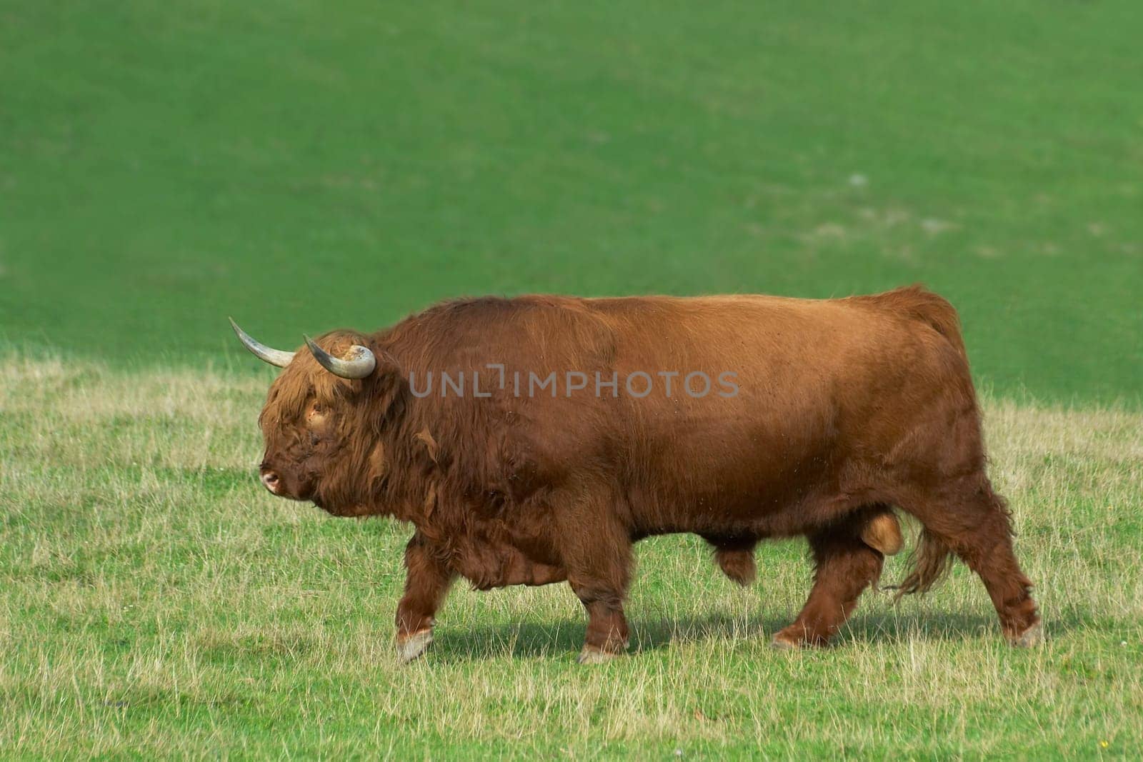 Highland cattle