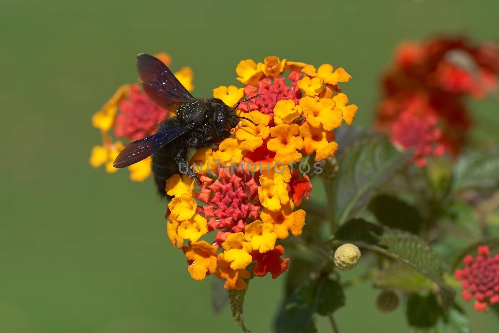 Wood bee on fireweed