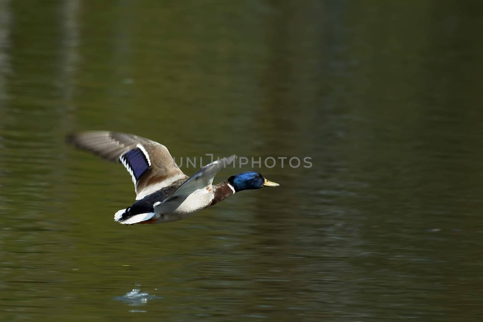 Mallard in flight