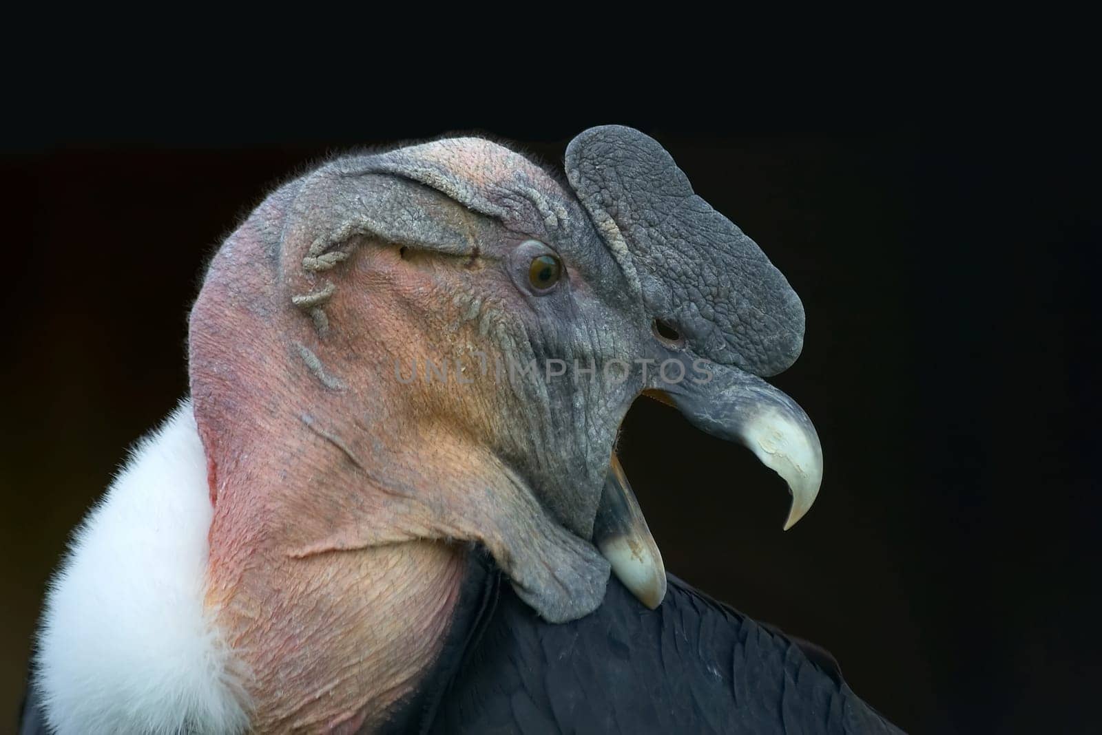 Andean Condor Portrait