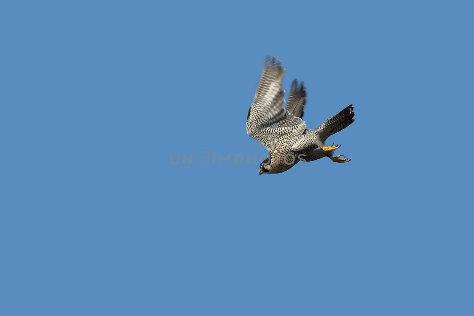 Peregrine falcon in flight