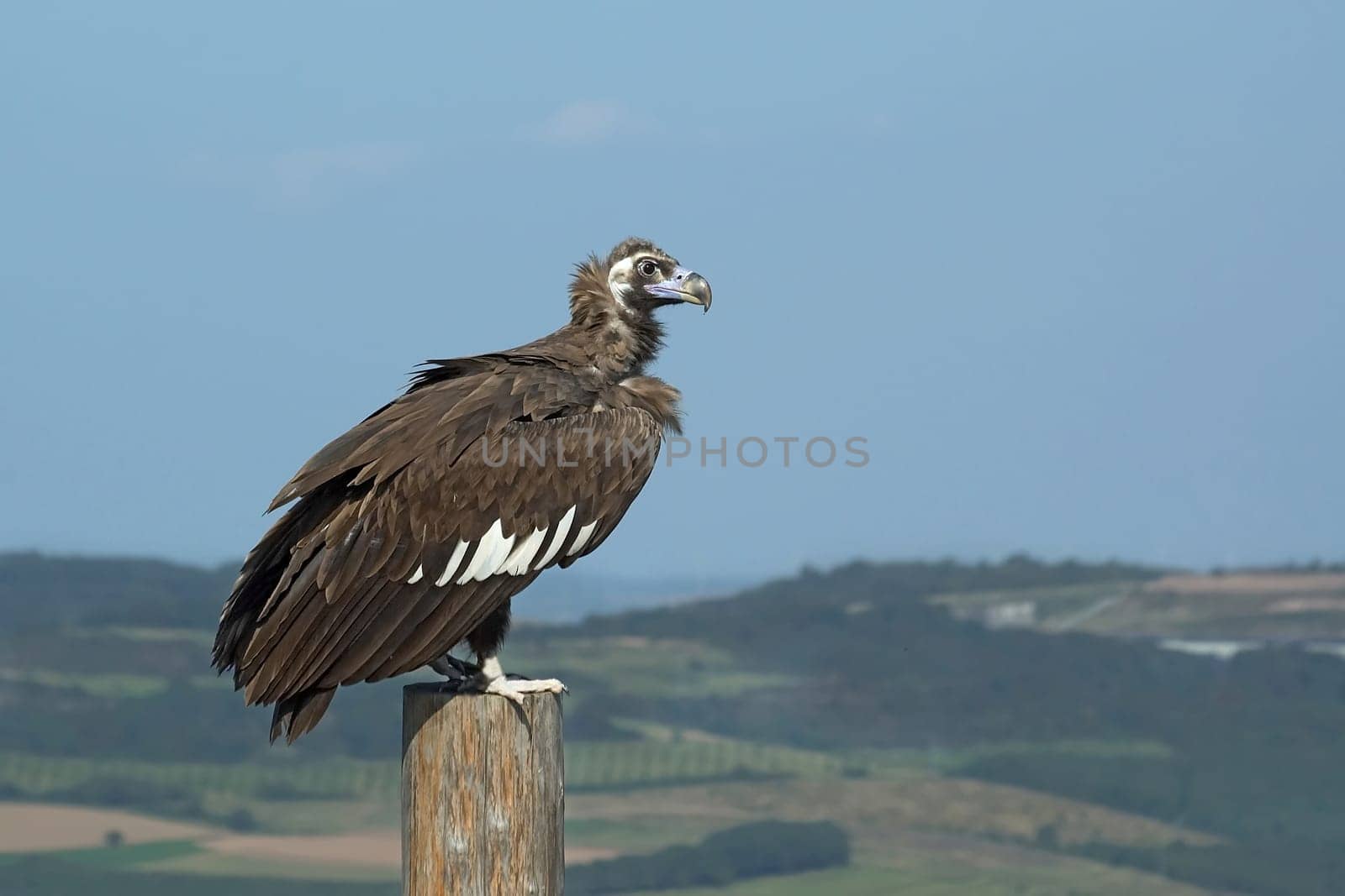Black vulture