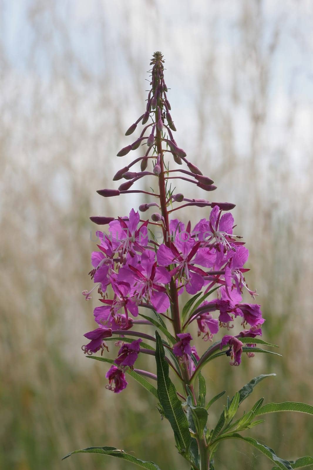 Willowherb