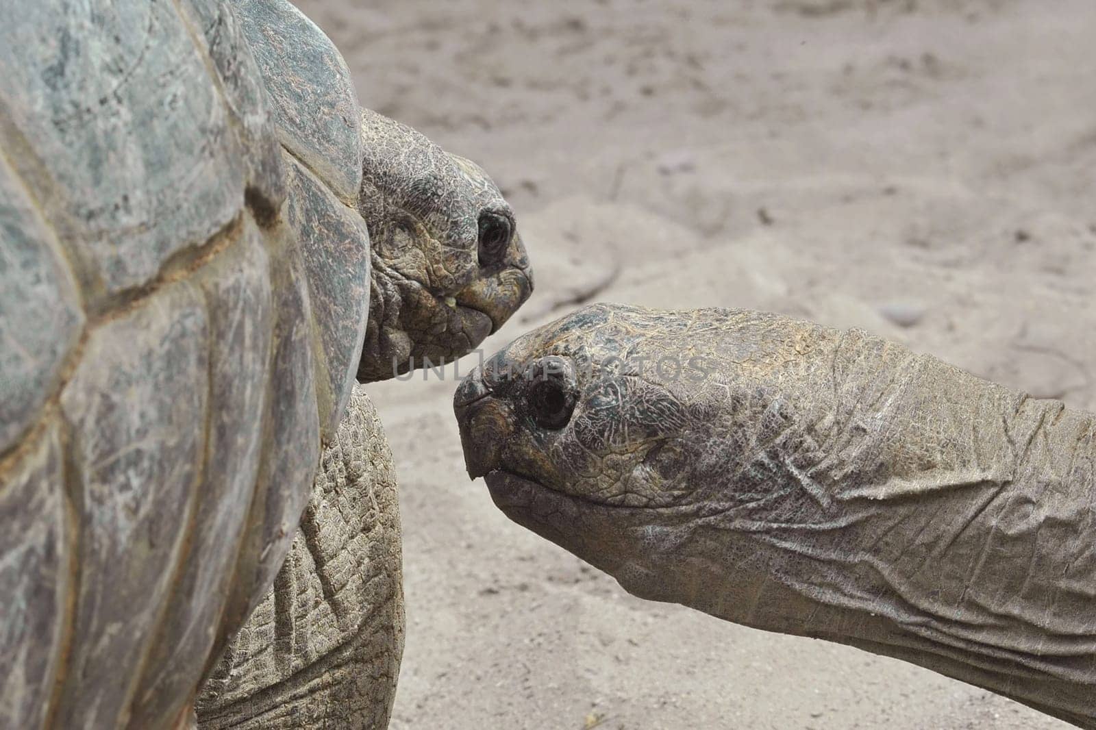Giant tortoise double portrait