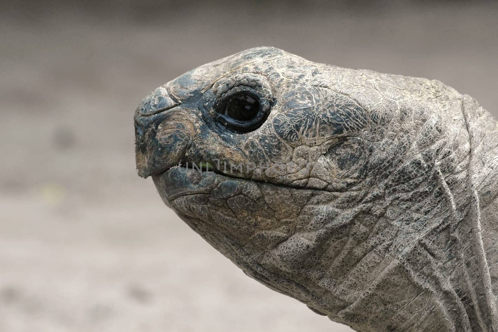 Giant Tortoise Portrait