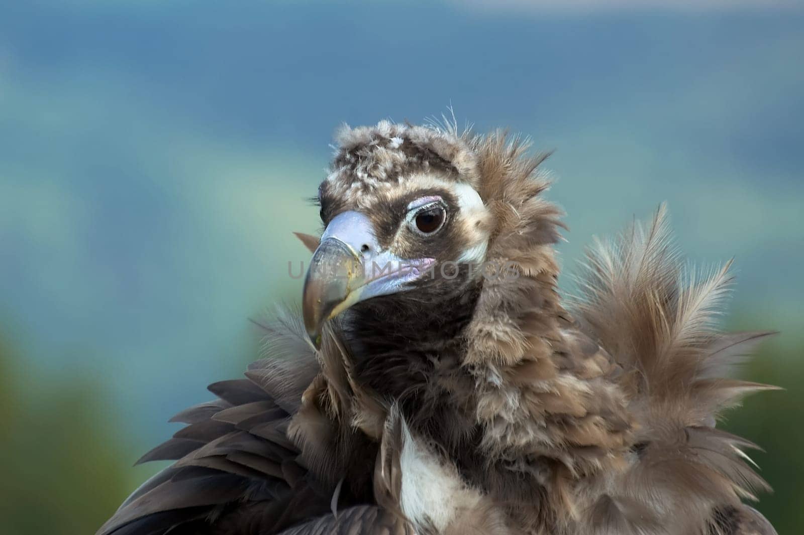 Black Vulture Portrait