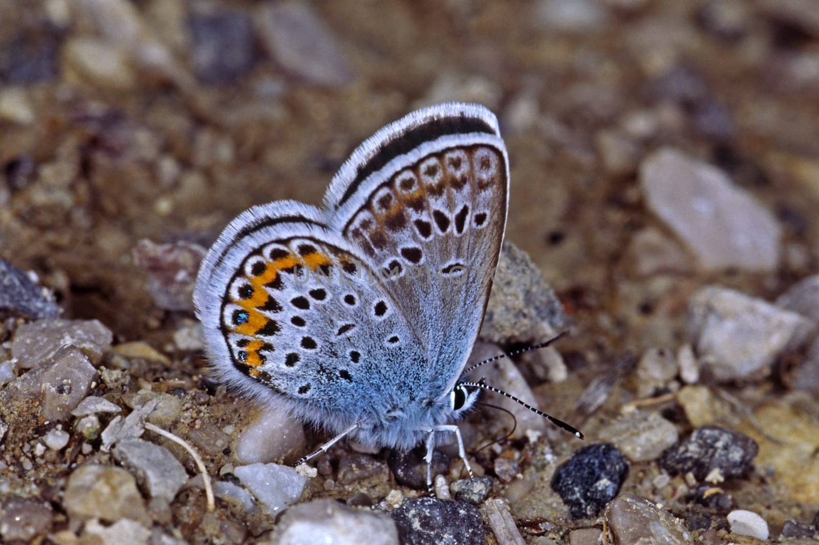 Plebeius argus