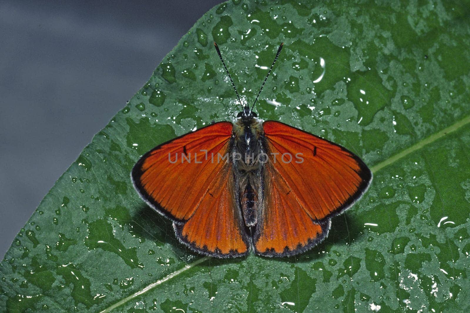 Lycaena dispar,Greater Fire Butterfly