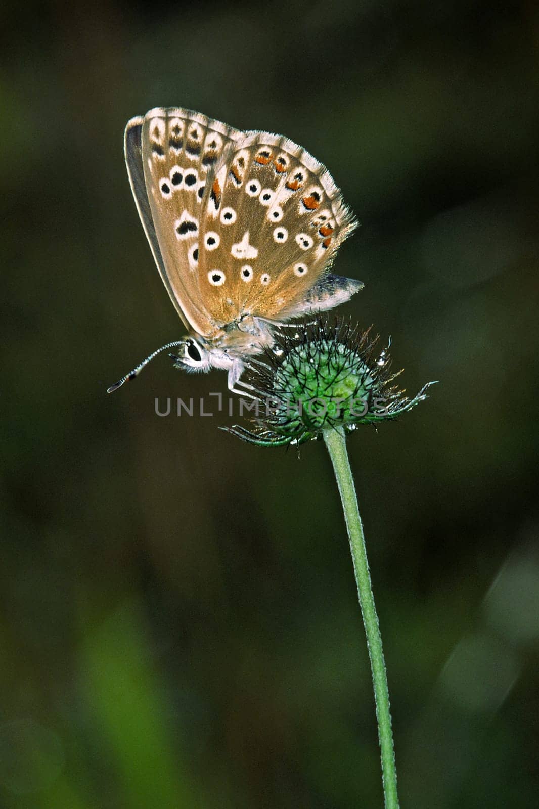 Polyommatus coridon,Lysandra coridon,Silver-green blue,Female