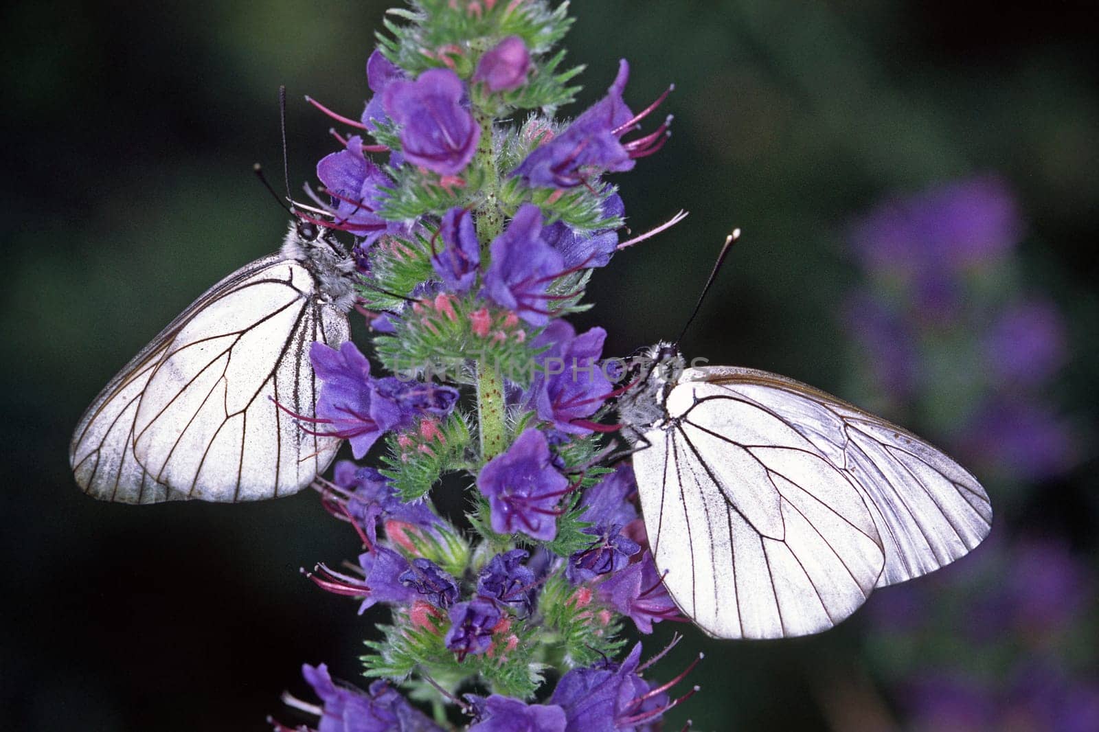 Aporia crataegi,tree white during flower visit on the viper's head,Echium vukgae