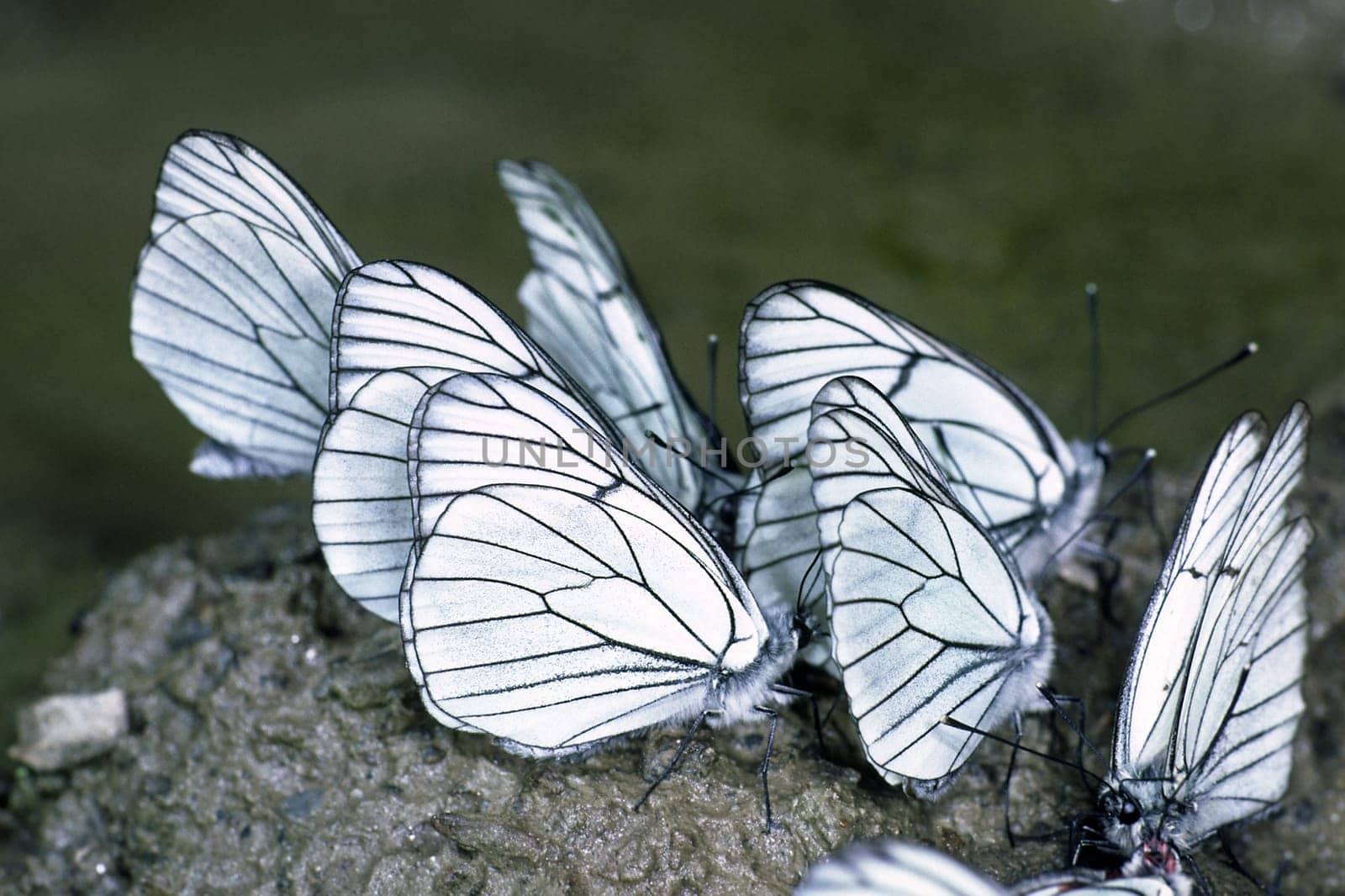 Aporia crataegi,Tree whites,Suckling community