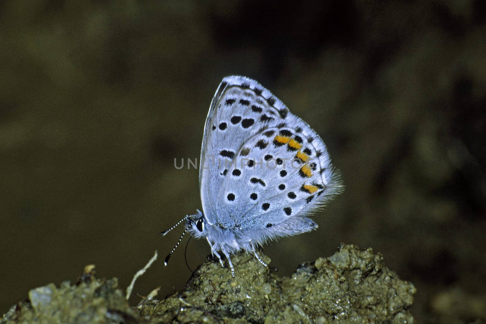 Pseudophilotes baton,Grey-blue blue