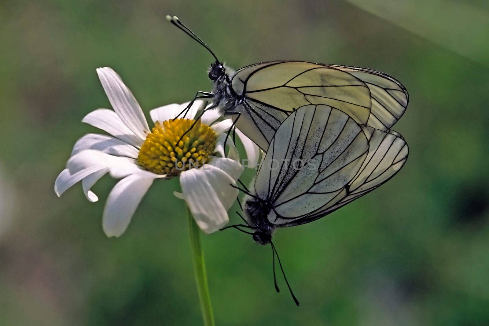 Aporia crataegi,tree white